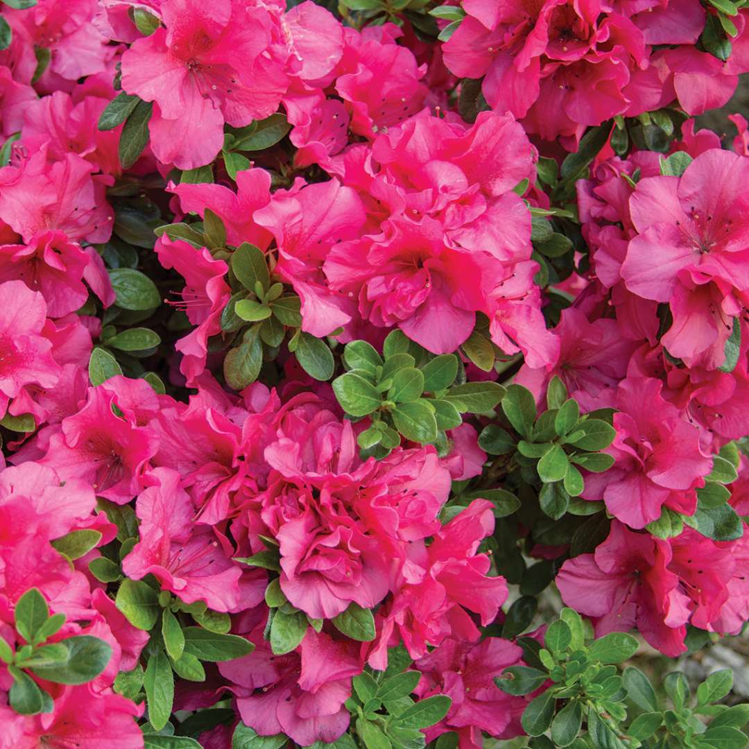 Close up of dozens of Bloom-A-Thon Hot Pink reblooming azalea blooms with foliage peeking through